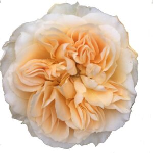 SWEET MEMORY 50 STAR ROSES