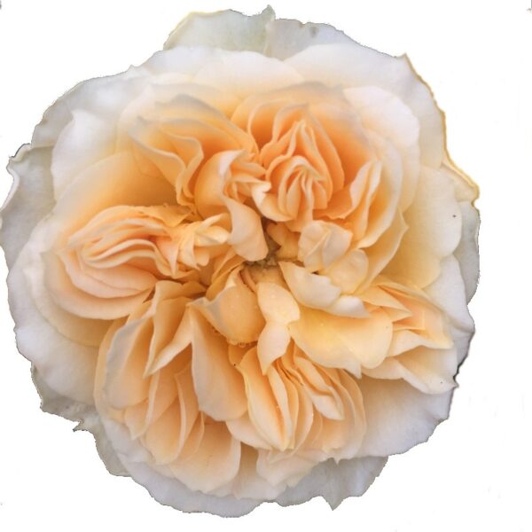 SWEET MEMORY 50 STAR ROSES