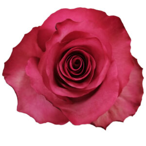 LOLA 80 STAR ROSES