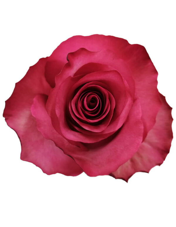 LOLA 80 STAR ROSES