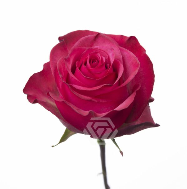 LOLA 80 STAR ROSES