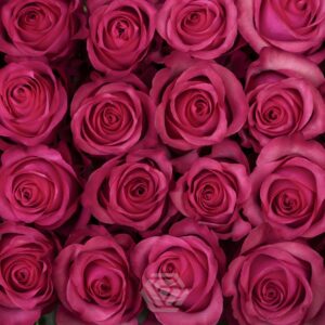 LOLA 80 STAR ROSES