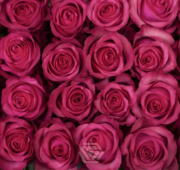 LOLA 80 STAR ROSES
