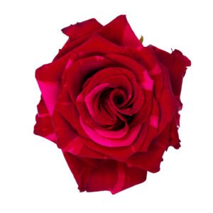 RED PANTHER 70 LIFEFLOWERS