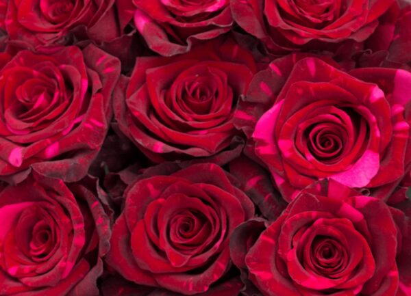 RED PANTHER 70 LIFEFLOWERS