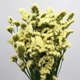 Статица S Yellow Wings