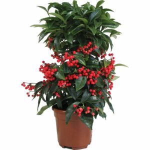 Ардизия CRENATA 14/40