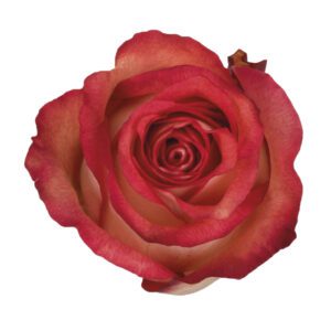 IGUAZU 70 STAR ROSES