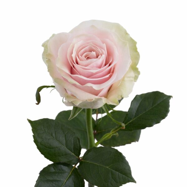 PINK MONDIAL 70 SANTINO FLOWERS