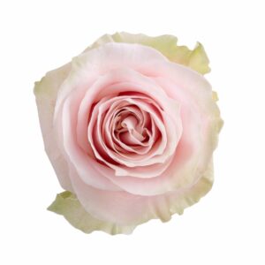 PINK MONDIAL 60 SANTINO FLOWERS