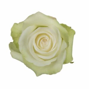 ALBA 60 STAR ROSES