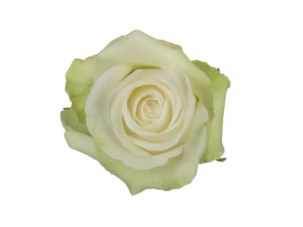 ALBA 60 STAR ROSES