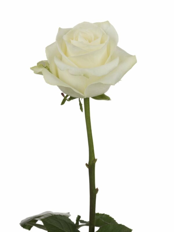 ALBA 60 STAR ROSES
