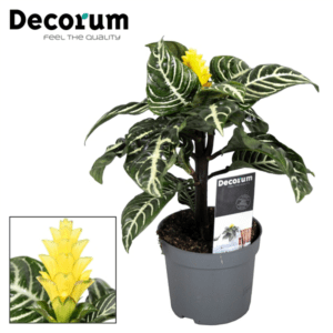 Афеляндра Squarrosa 13/35