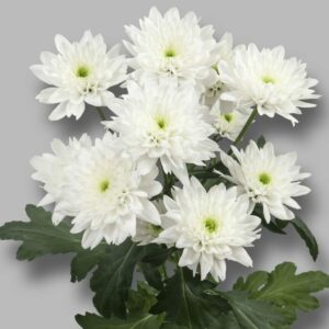 Хриз. Tr Euro
