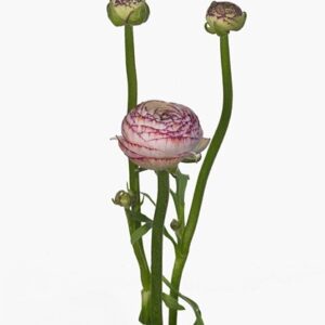 Ранункулюс El White Stripes