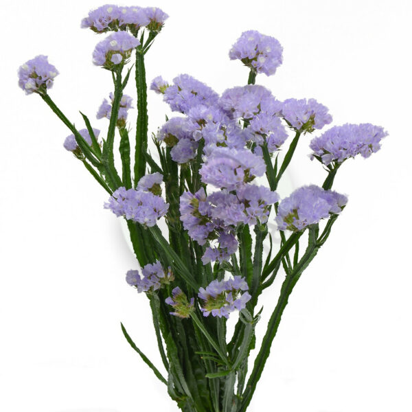 Статица S Tessa Lavender