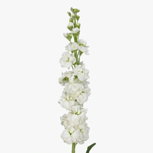 Маттиола Stox White