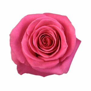 PINK FLOYD 80 KAIZEN ROSES