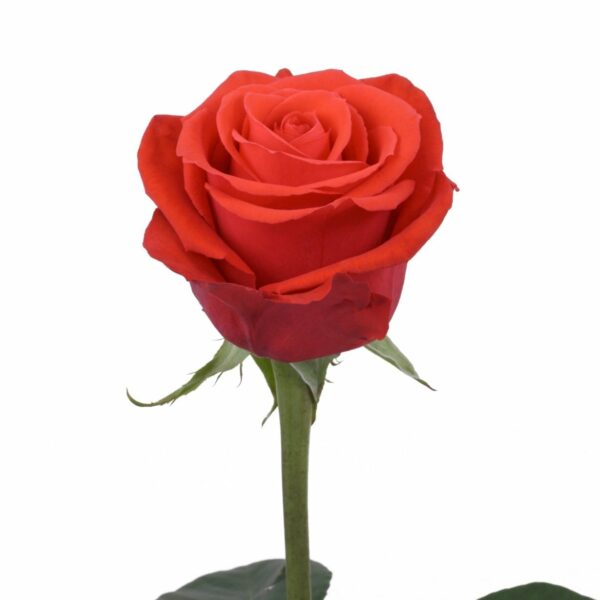 NINA 70 KAIZEN ROSES