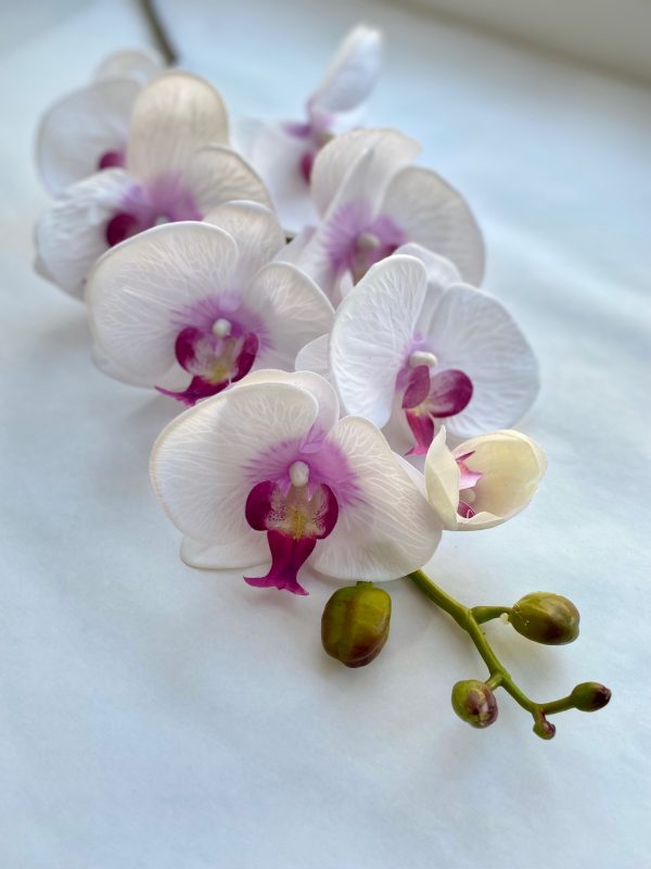 product image 56580b44c50af0b29a957213cfa68966