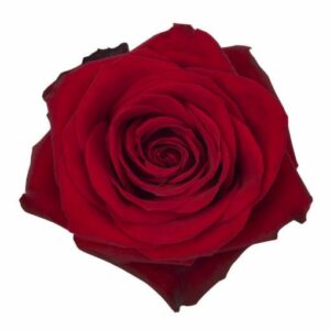 FREEDOM 60 KAIZEN ROSES