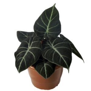 Алоказия Black Velvet 12/25