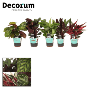 Калатея MIX 17/50