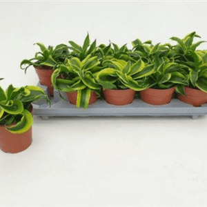 Драцена Tornado 12/25