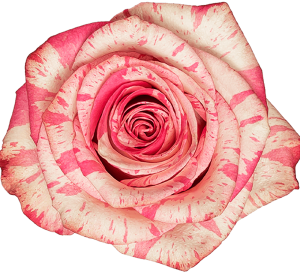MAGIC TIMES 60 KAIZEN ROSES