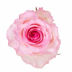 MANDALA 50 KAIZEN ROSES