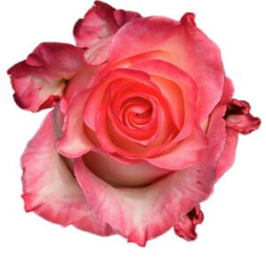 BOULEVARD 60 MONTEROSAS