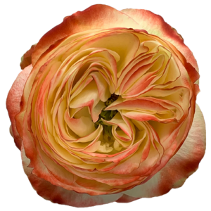 KARMA 60 STAR ROSES