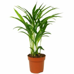 Дипсис LUTESCENS 11/40