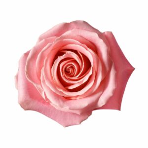 HERMOSA 70 KAIZEN ROSES