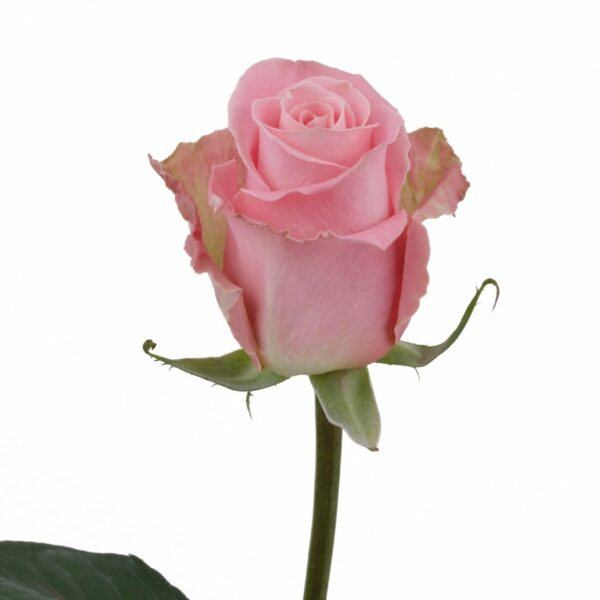 HERMOSA 70 KAIZEN ROSES
