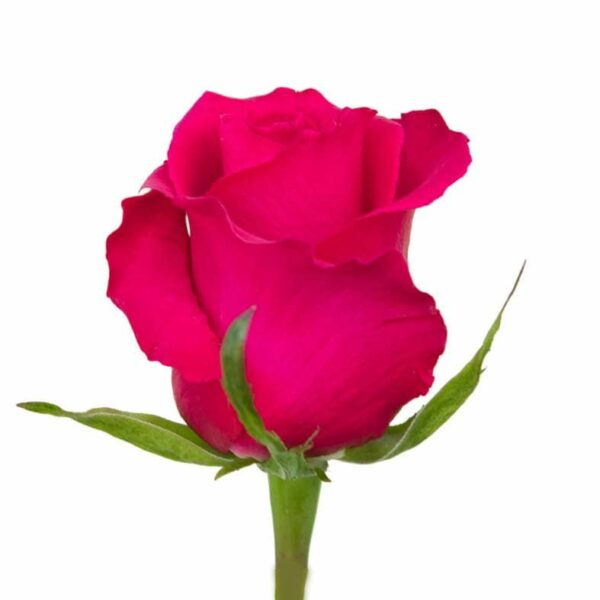 GOTCHA 60 KAIZEN ROSES