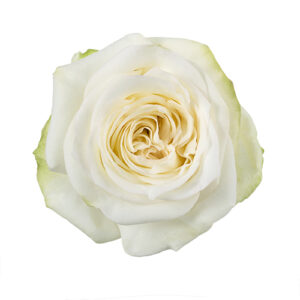 CANDELIGHT 40 FLOR MARE