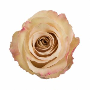 QUICKSAND 60 STAR ROSES