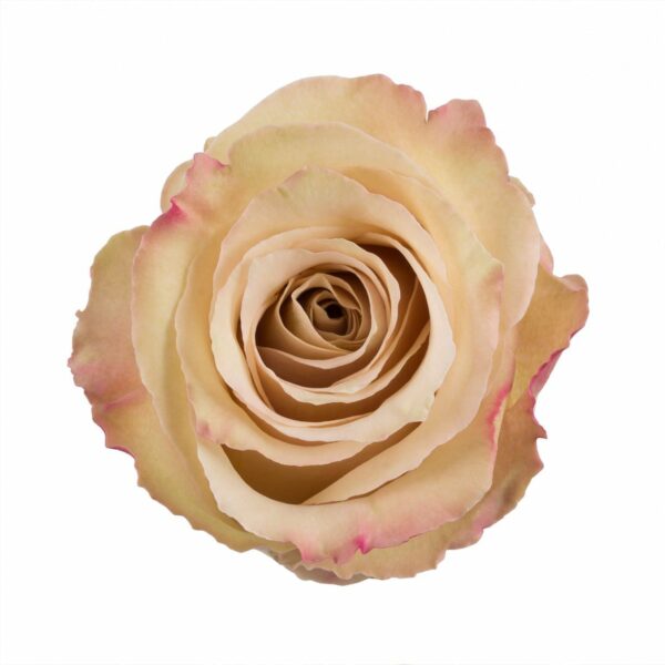 QUICKSAND 60 STAR ROSES