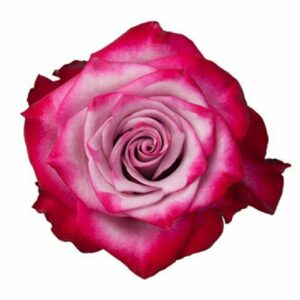 DEEP PURPLE 70 MONTEROSAS