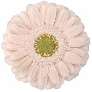 Гербера Mi Alix Noor Diamond