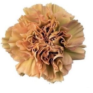 Гвоздика 1г. HONEY (FUNZA)