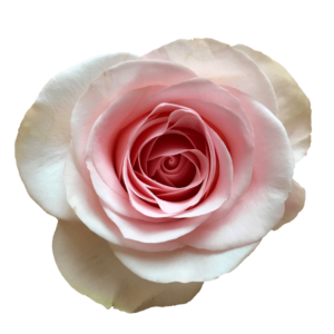 NOVIA 50 ROSAS DEL CORAZON