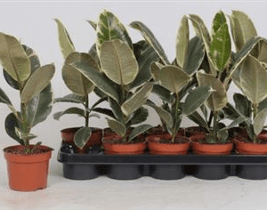 Фикус El Tineke 14/50