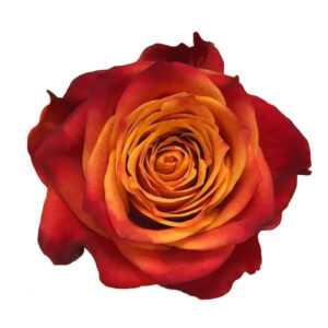 ATOMIC 60 KAIZEN ROSES