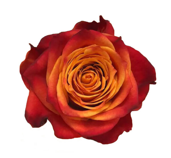 ATOMIC 60 KAIZEN ROSES