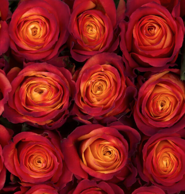 ATOMIC 60 KAIZEN ROSES