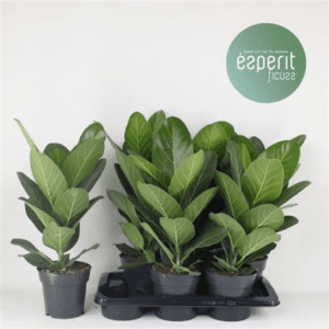 Фикус Beng Audrey 17/55