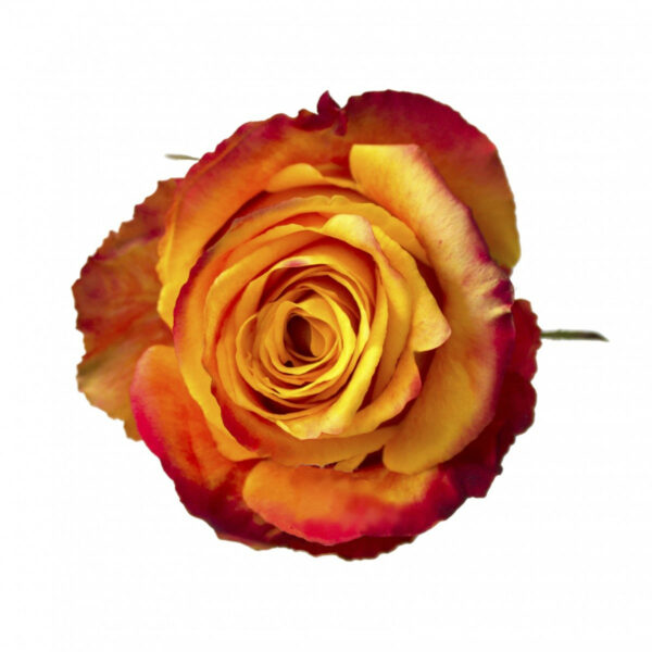 SILANTOI 60 JOSARFLOR